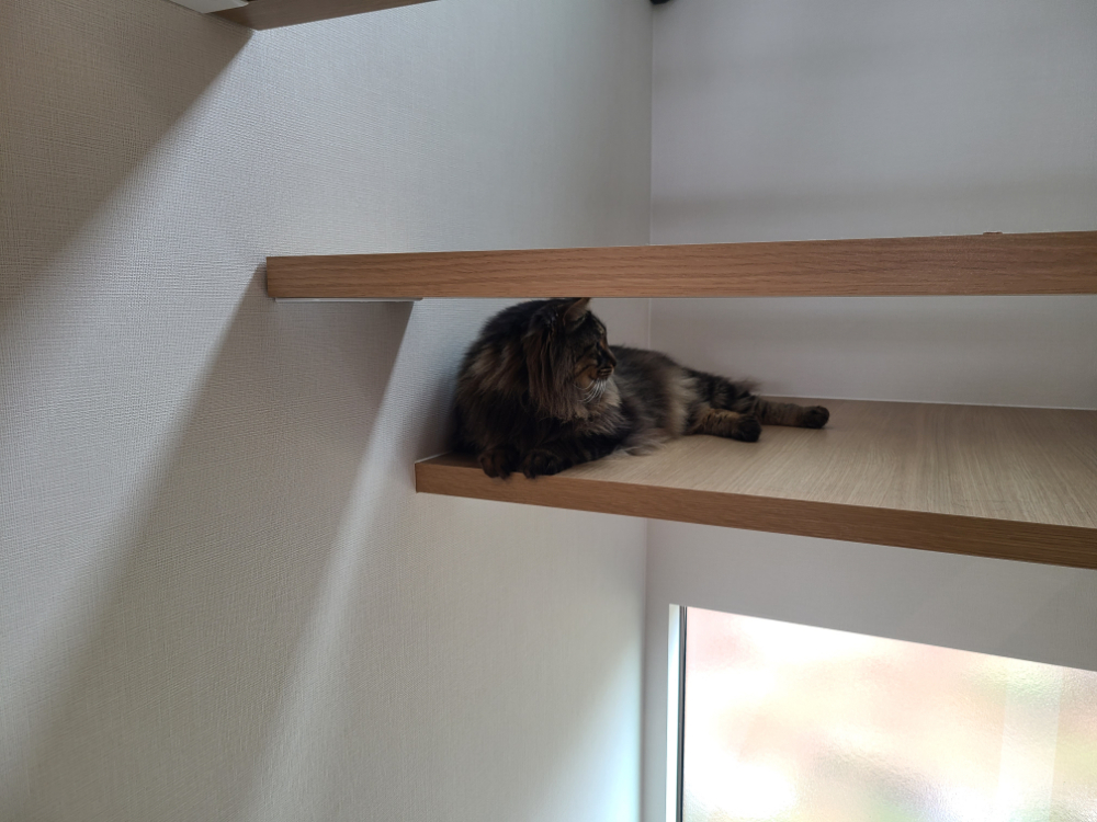 デザイン注文住宅アメリカンテイスト×光と風の家　35.31坪・階段で過ごす猫